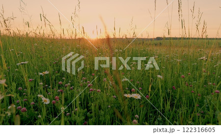 Chamomiles Summer Background. Wildflowers In Nature Spring. Green Meadow With Flowers Clovers, Chamomiles And Summer Grasses. Spring Flowers And Biology Concept. Gimbal Stabilize. 122316605