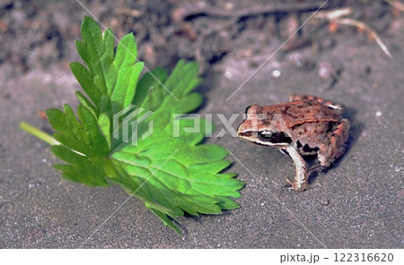 A cane toad, Rhinella marina or Bufo marinus, on a lawn. 122316620