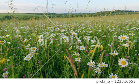 Blossoming Meadow With Daisies And Clovers At Summer. Multicolored Flowering Summer Lawn. Grassland With Pink Clover And Chamomiles Flowers. Moves slowly. Blossoming Meadow With Daisies And Clovers At Summer. Multicolored Flowering Summer Lawn. Grassland With Pink Clover And Chamomiles Flowers. Moves slowly. 122316655