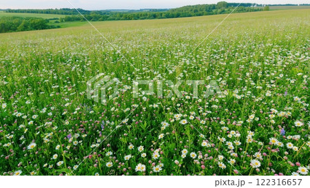 Amazing Natural View. Beautiful Green Summer Meadow With Wild Flowers Used In Folk Medicine. Enjoying Daisies And Clovers. Pollen And Flowers. Gimbal Stabilize. 122316657