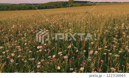 Chamomile And Other Wildflowers At Sunset. Floral Background Illuminated By Golden Evening Sun. Beautiful Clovers Field At Sunset. Meadow Herbs. Clover And Chamomile. Slow motion. Chamomile And Other Wildflowers At Sunset. Floral Background Illuminated By Golden Evening Sun. Beautiful Clovers Field At Sunset. Meadow Herbs. Clover And Chamomile. Slow motion. 122316665