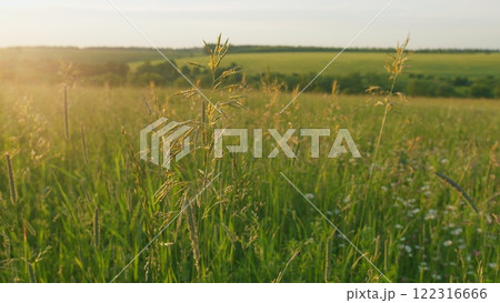 Wind Gently Sways Grass Stalks. Field In Summer With Tall Grass. Spring Morning In Nature. Tranquil Field. Summer On Lawn. Gimbal Stabilize. 122316666