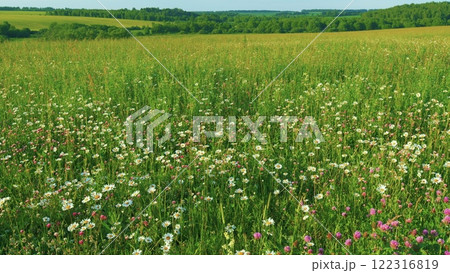 Period Of Flowering Of Daisies And Clovers In Europe. Green Field With Blooming Beautiful Daisies And Pink Clover Flowers. Nature Of Summer Flower Fields. Moves slowly. 122316819