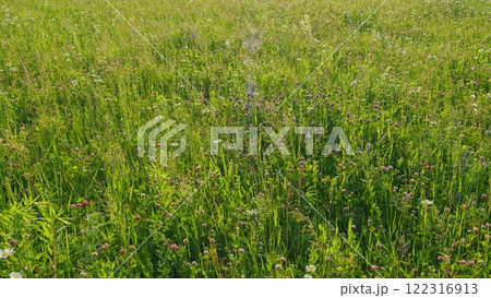 Clover Flowers In Meadow. Trifolium Clover In Bloom. Field Of Flowering Clovers. Clover Trifolium In A Grassy Pasture In Field. Gimbal shot. 122316913