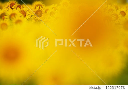 ボケたひまわり越しに見る群生 ボケたひまわり越しに見る群生 122317078