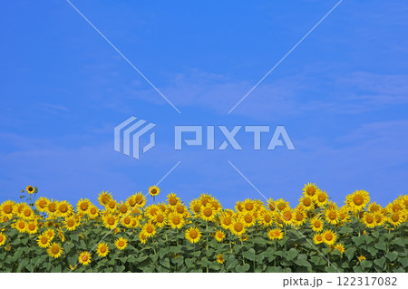 ひまわり畑と青空　　 122317082