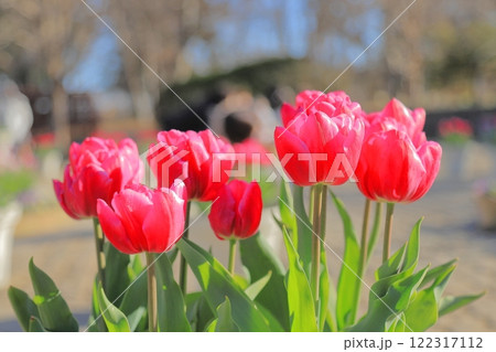 チューリップ 122317112