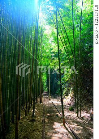 中国地方・旧国鉄倉吉線跡・日本一美しい廃線跡、竹林の木漏れ日に浮かぶ廃線の風景・鳥取県倉吉市(4) 122317119