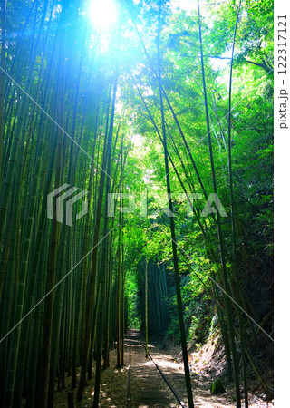 中国地方・旧国鉄倉吉線跡・日本一美しい廃線跡、竹林の木漏れ日に浮かぶ廃線の風景・鳥取県倉吉市(5) 122317121