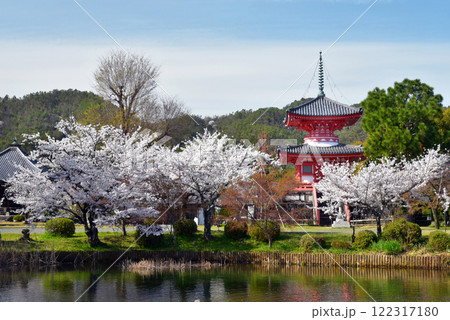 桜と赤い多宝塔　大覚寺 122317180