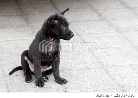 地面に座る黒い犬 122317310