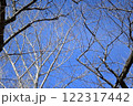 落葉した桜の木 122317442