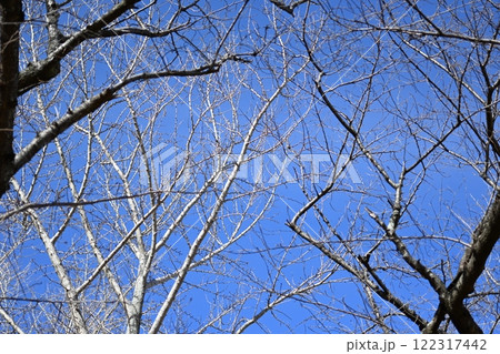 落葉した桜の木 落葉した桜の木 122317442