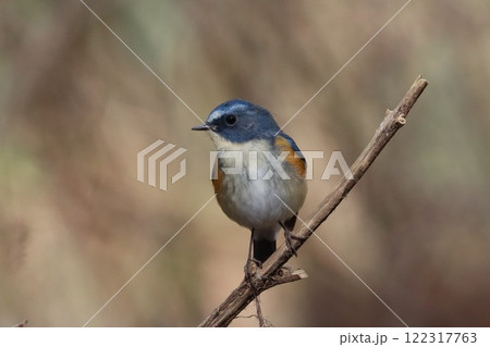 ルリビタキ 122317763