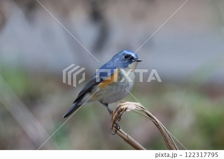 ルリビタキ ルリビタキ 122317795