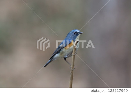 《七沢森林公園》ルリビタキ・オス 122317949