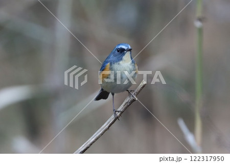 《七沢森林公園》ルリビタキ・オス 《七沢森林公園》ルリビタキ・オス 122317950