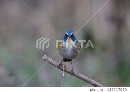 《七沢森林公園》ルリビタキ・オス 《七沢森林公園》ルリビタキ・オス 122317980