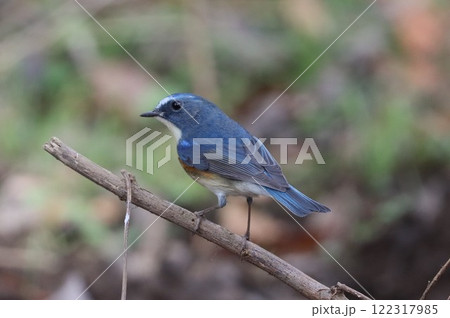《七沢森林公園》ルリビタキ・オス 122317985