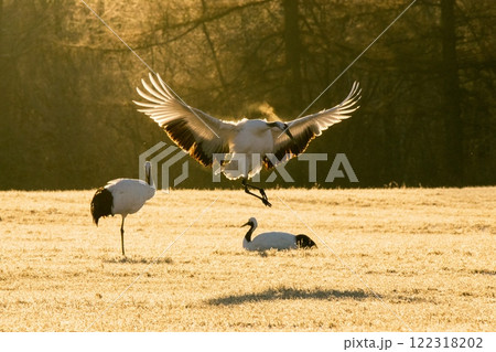 日の出とともに華麗な着地 日の出とともに華麗な着地 122318202
