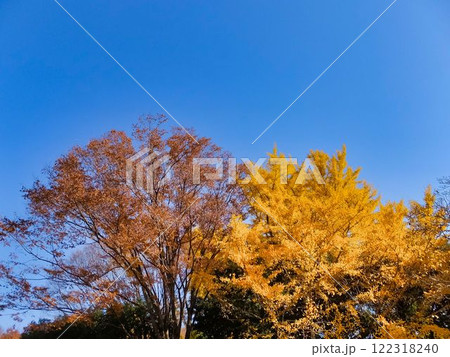 ケヤキと、イチョウの紅葉 122318240