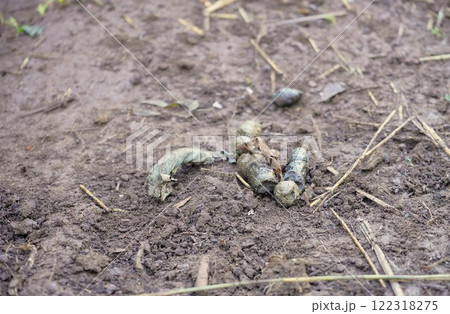 Gray animal feces on the ground in a tropical forest in Asia. Gray animal feces on the ground in a tropical forest in Asia. 122318275