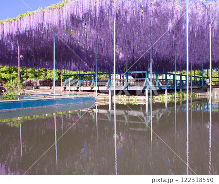 足利市 あしかがフラワーパークの大長藤 足利市 あしかがフラワーパークの大長藤 122318550