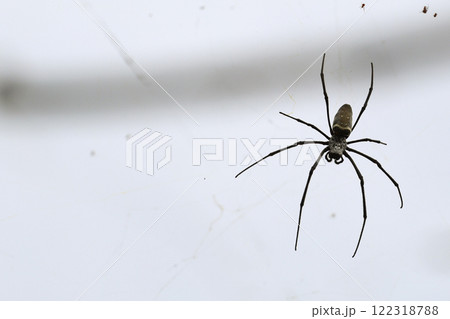 A small spider is quietly sitting on a clean white surface 122318788
