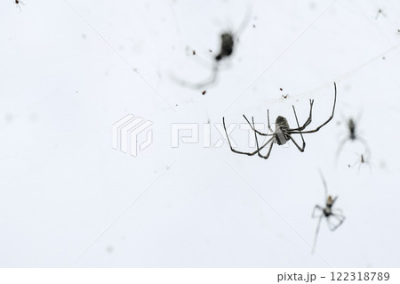 A group of spiders can be seen sitting collectively on a white surface 122318789