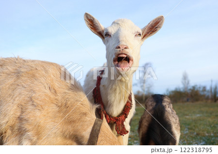 A goat with a scarf is standing in a field, mouth open A goat with a scarf is standing in a field, mouth open 122318795