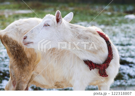 There is a white goat that features a vibrant red scarf around its neck 122318807