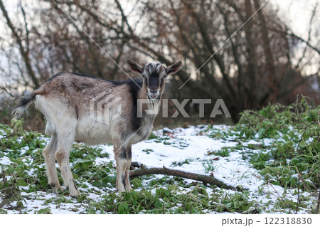 A goat stands in a snowy field, looking directly at the camera 122318830
