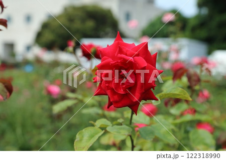 荒尾市　おもやい市民花壇　バラの花、 122318990