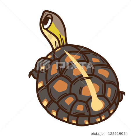 セマルハコガメ 122319084