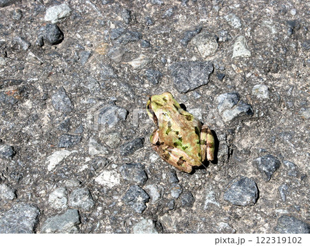 畦道にいたアマガエル 122319102