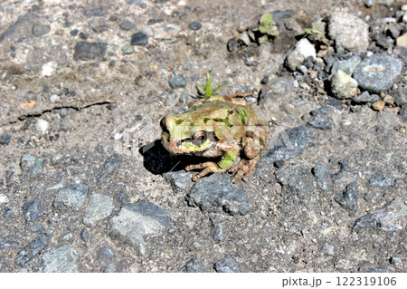畦道にいたアマガエル 畦道にいたアマガエル 122319106