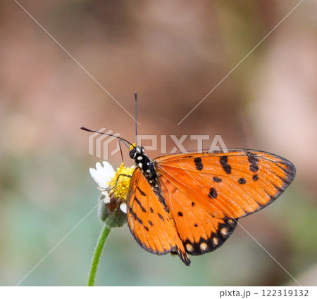 Butterfly on a flower 122319132