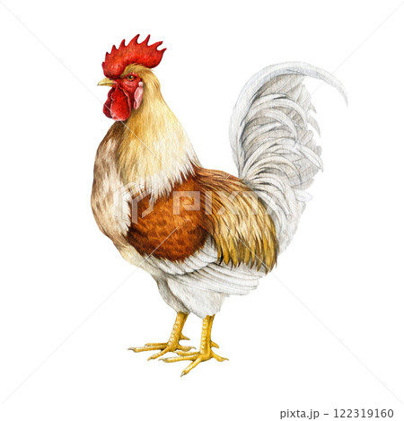 Rooster vintage style watercolor illustration. Beautiful vibrant colored domestic chicken fowl bird side view. Farm bird isolated on white background 122319160
