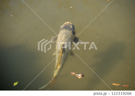 濁った池を泳ぐニシキゴイ 122319266