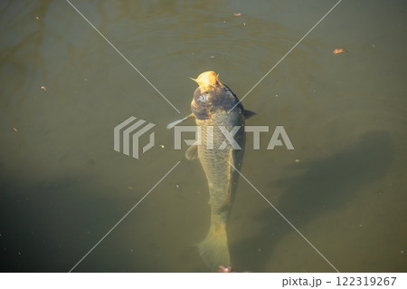 濁った池を泳ぐニシキゴイ 122319267