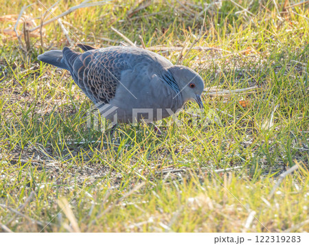 野原で採餌するキジバト 122319283