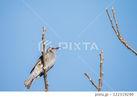 冬枯れの木の枝に止まるヒヨドリ 冬枯れの木の枝に止まるヒヨドリ 122319290