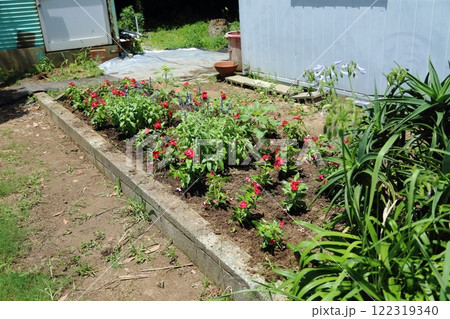 荒尾市 おもやい市民花壇 バラの花、 荒尾市 おもやい市民花壇 バラの花、 122319340