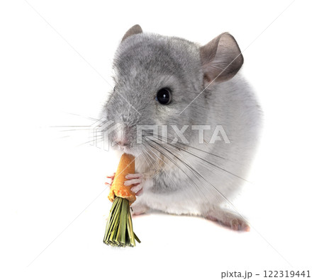 Chinchilla in studio Chinchilla in studio 122319441