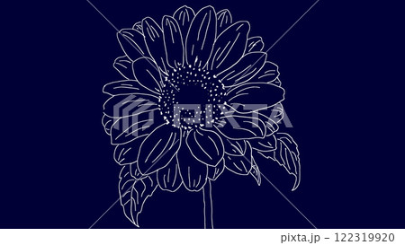 線画ひまわりの花イラスト 白線　紺色濃い青背景　 122319920