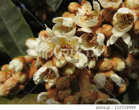秋から冬にかけて咲く「ビワ」の花 秋から冬にかけて咲く「ビワ」の花 122319999