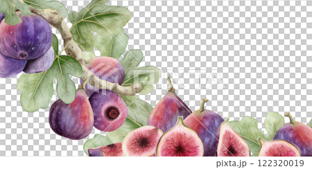 Figs tree branches and cut fruits watercolor horizontal banner template isolated on white. Hand drawn label or package sticker with ripe summer fruits. Delicious gourmet food illustration Figs tree branches and cut fruits watercolor horizontal banner template isolated on white. Hand drawn label or package sticker with ripe summer fruits. Delicious gourmet food illustration 122320019
