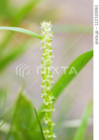 オゼソウ 122320061