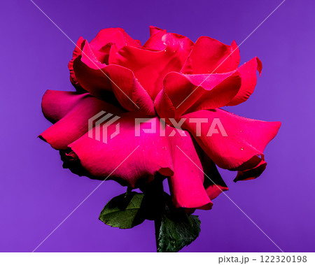 Beautiful Red Rose on purple Background Beautiful Red Rose on purple Background 122320198