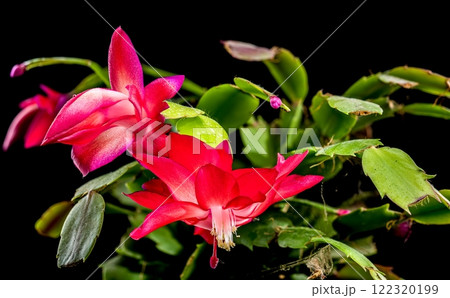 Vibrant Blooming Christmas Cactus black background 122320199